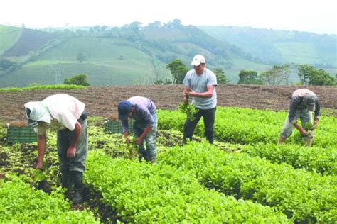 Sector agropecuario en Panamá crece 5 en 2020 La Gente Radio La