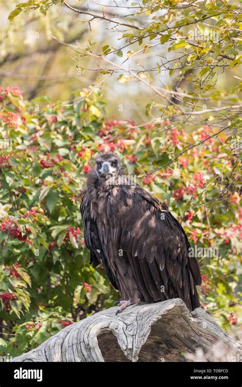 Fall Outdoor Vulture Closeup Stock Photo - Alamy