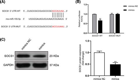 Circulating Exosomal MiR1555p Contributes To Severe Acute