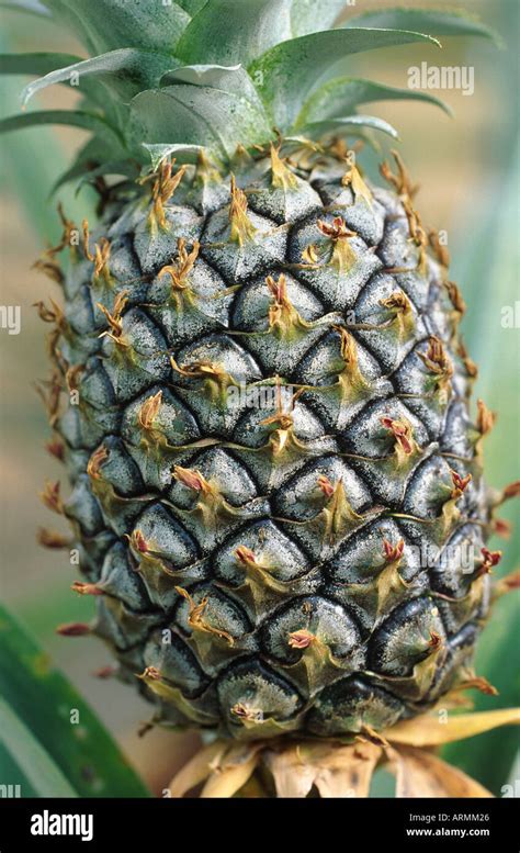 Pineapple Ananas Comosus Ananas Sativus Infrutescence Detail Stock