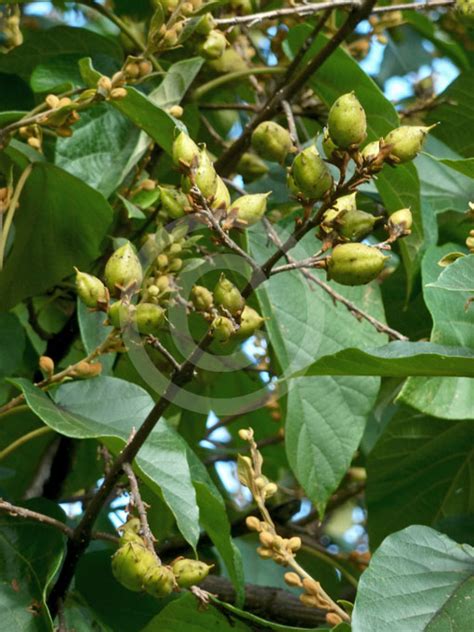 Paulownia Tomentosa Princess Tree Empress Tree Royal Paulownia