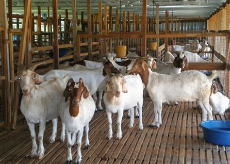 Cara Intensif Beternak Kambing Modern Dan Bebas Bau Agrozine