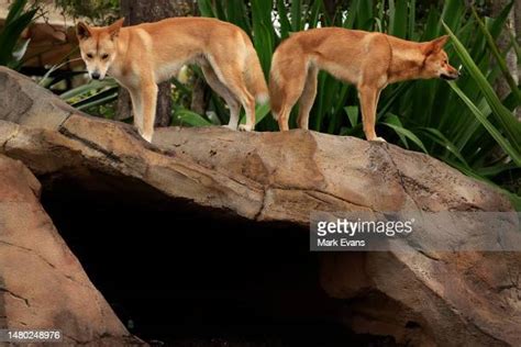 Dingo Pups Photos and Premium High Res Pictures - Getty Images