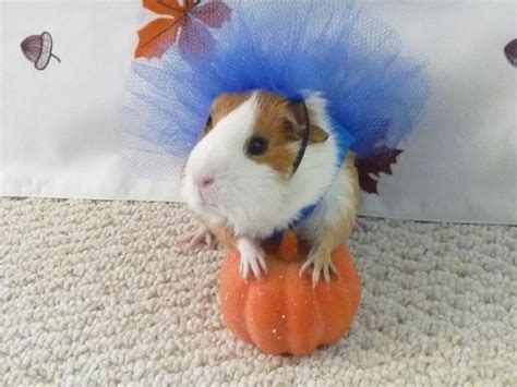 33 best Guinea pig costumes images on Pinterest | Guinea pig costumes ...