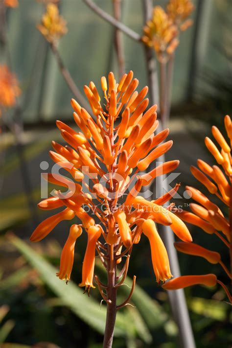 Orange Agave Flower In Botanical Gardens Stock Photo | Royalty-Free | FreeImages