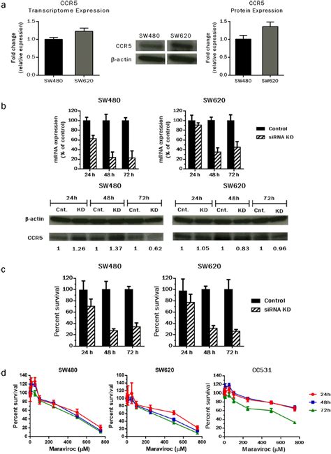 Ccr Inhibition And Ensuing Effects On Cellular Proliferation