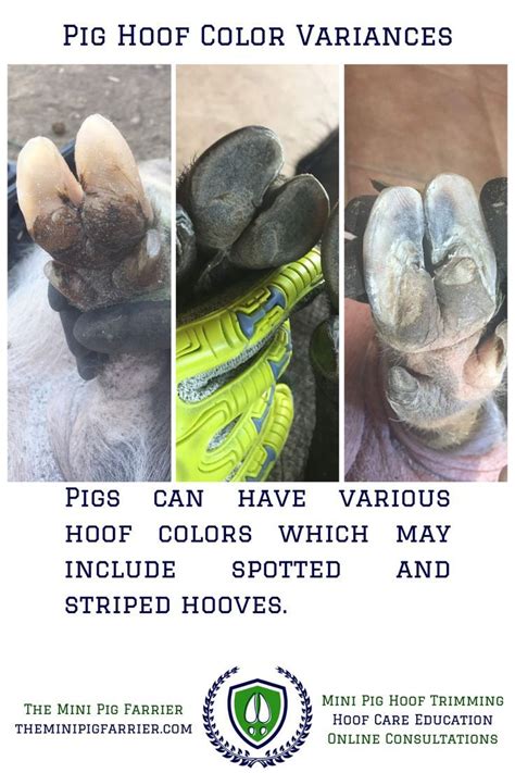 Mini Pig Hoof Trimming | Hoof Colors | Pig hooves, Mini pig, Hooves