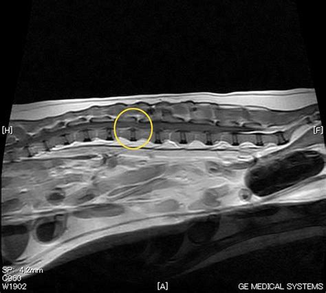 犬の腰部椎間板ヘルニアのmri検査と内科的治療 やまと動物病院