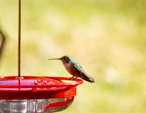 Maine Ebird Checklist 1 Dec 2022 Stakeout Broad Tailed Hummingbird