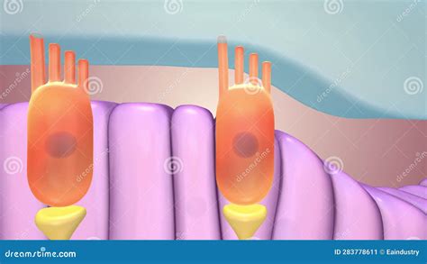 Hair Cells The Primary Sensory Cells In The Inner Ear Transmit