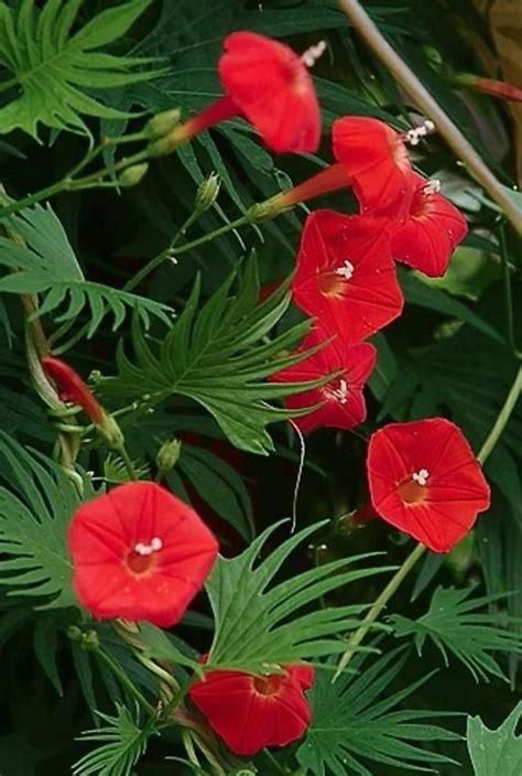 Ipomoea Quamoclit Cypress Vine Cardinal Creeper Star Etsy In