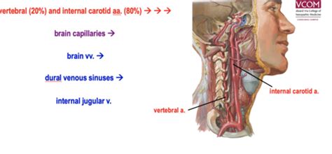 Cns Vasculature Flashcards Quizlet