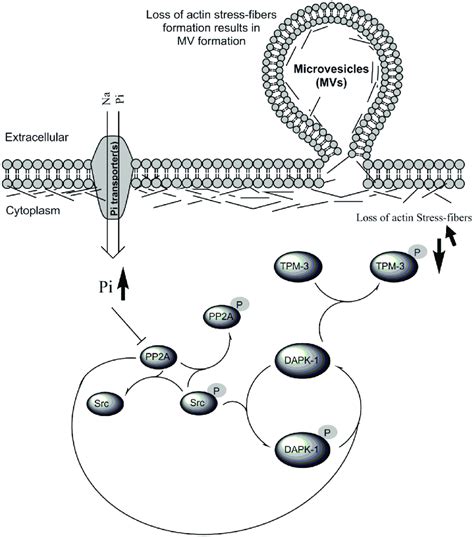 Diagram Of Proposed Pi Induced PP2A Src DAPK 1 TPM 3 Signaling Pathway