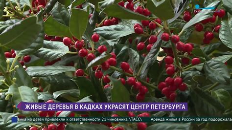 Живые деревья в кадках украсят центр Петербурга - YouTube