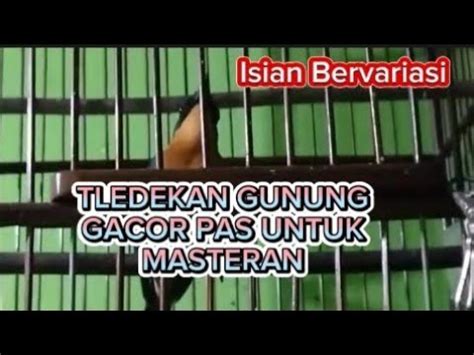 Tledekan Gunung Gacor Isian Berfariacocok Untuk Pancingan Burung Macet