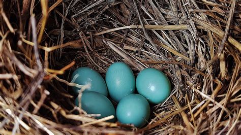 three blue eggs are in the nest of some dry grass and straw on the ground