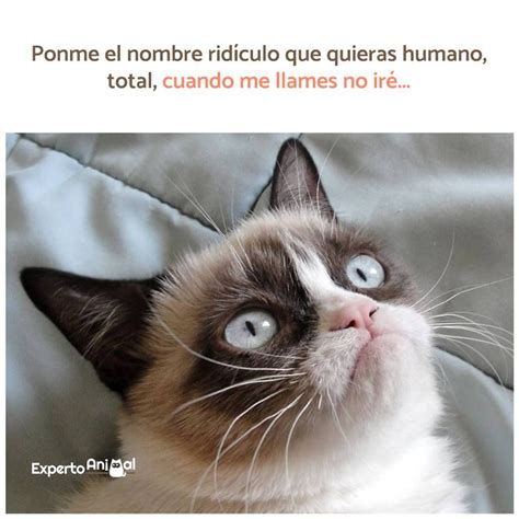 Nombres cortos para gatos y gatitas - ¡Más de 200 ideas! | Grump cat ...