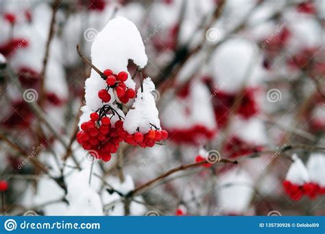 Manojos De Bayas Rojas Del Viburnum En El Invernadero Foto De Archivo