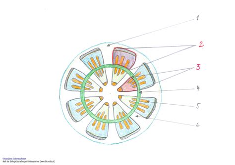 Welt Der Biologie Der Pflanzliche Spross