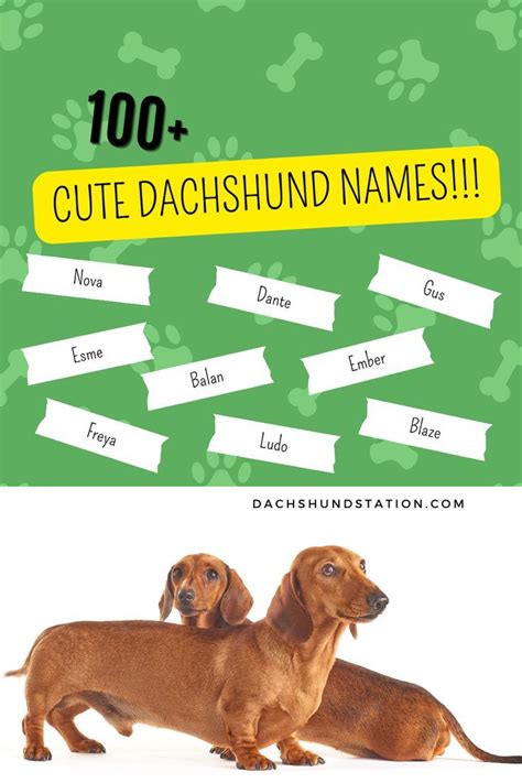 Top Unique Dachshund Names *2024*- Dachshund Station | Dachshund ...