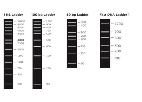 Choosing the right DNA ladder – miniPCR bio