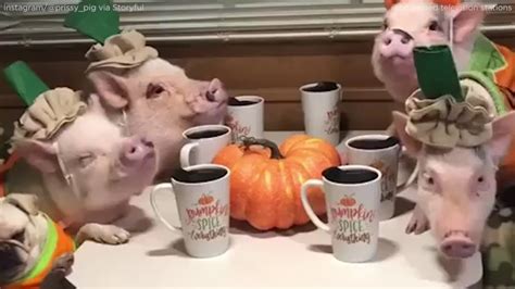 Pigs, pug have pumpkin-themed party to welcome autumn - ABC7 Chicago