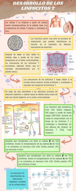 Desarrollo De Los Linfocitos T M Dica Polit Cnica Udocz