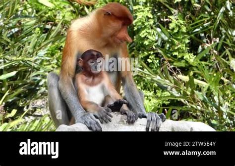 Female Proboscis Monkey Nasalis Larvatus With A Baby Sitting In Labuk