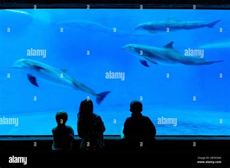 National aquarium baltimore dolphins hi-res stock photography and images - Alamy