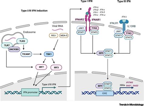 Interferon System Deficiencies Exacerbating Severe Pandemic Virus