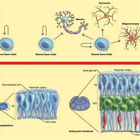 Behavior Of Neural Stem Cells Nsc Throughout Forebrain Development Download Scientific