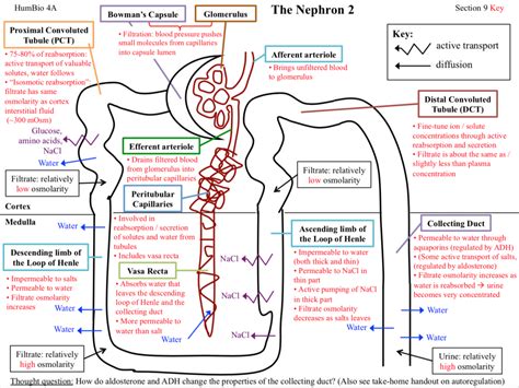 Loop Of Henle Function Diagram - cloudshareinfo