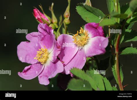 Wild Roses Blooming In Spring Stock Photo Alamy