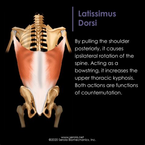 Latissimus Dorsi | Sacroiliac Joint | SI Belt