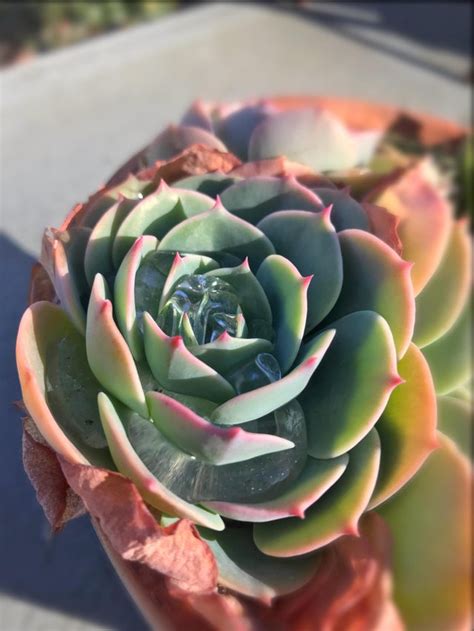 My mom’s succulents after the rain. : gardening