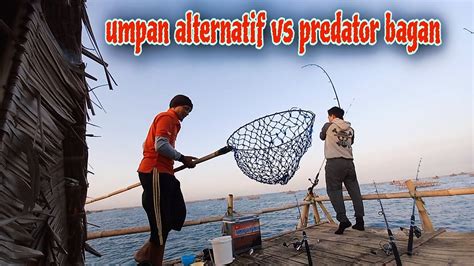 Umpan Alternatif Buat Ikan Predator Mancing Bagan Tanjung Kait