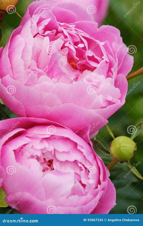 Beautiful Pink Peonies In The Summer Garden Stock Image Image Of View