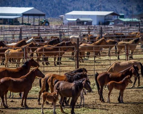 Mustang Horses for Sale in Colorado - Wild Rose Mustang Advocacy Group