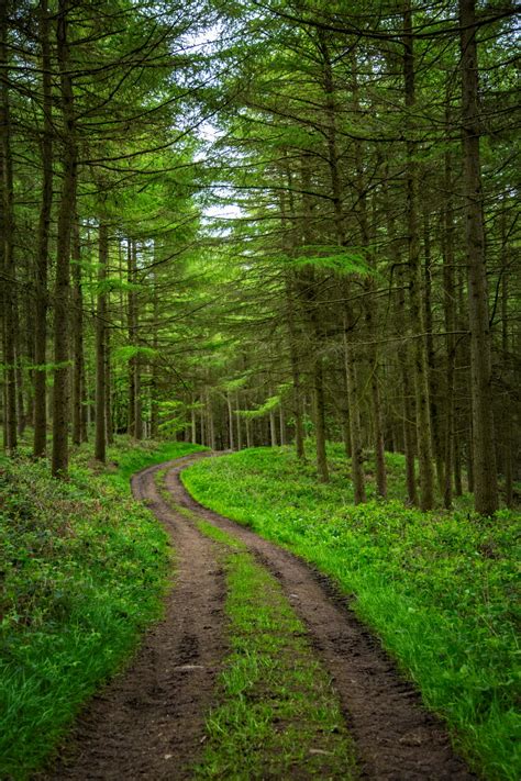 Forest Path Free Stock Photo - Public Domain Pictures
