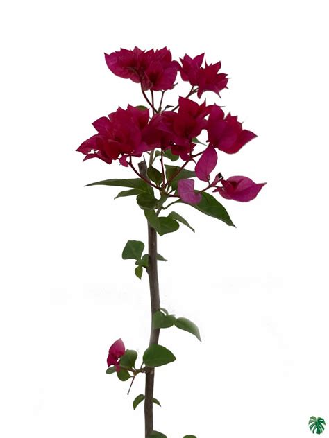 Buy Bougainvillea Pink Online | Peppyflora®