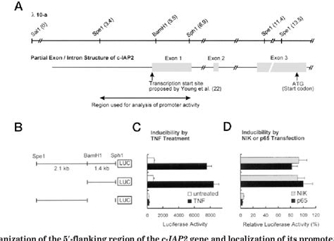 Figure 1 from Involvement of Two NF κB Binding Elements in Tumor