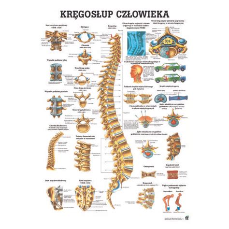 TABLICA ANATOMICZNA LAMINOWANA KRĘGOSŁUP CZŁOWIEKA 13619065122 Allegro pl