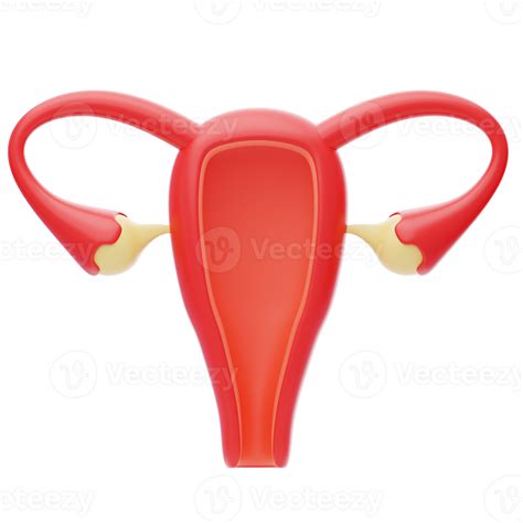 Uterus 3d Icon Female Reproductive Organ Uterus Ovaries 41280281 Png