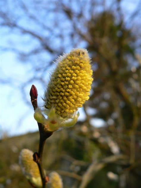 Bildet tre natur gren blomstre anlegg blad blomst vår