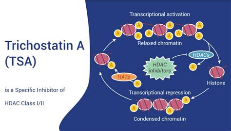 Trichostatin A TSA Is A Specific Inhibitor Of HDAC Class I II