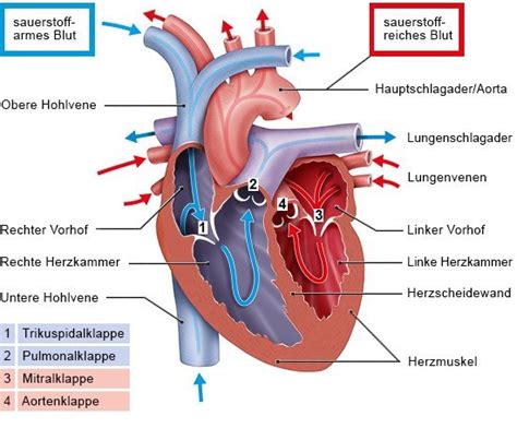 Wie Funktioniert Das Herz Gesundheitsinformation De