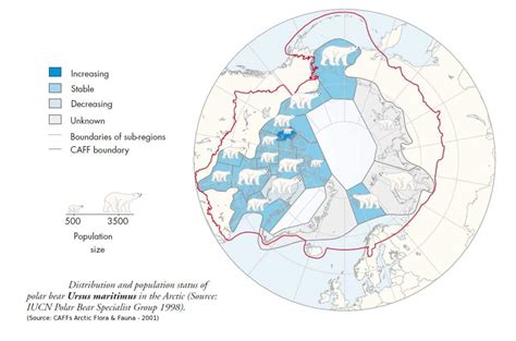 polar bear   alaska  natural history information