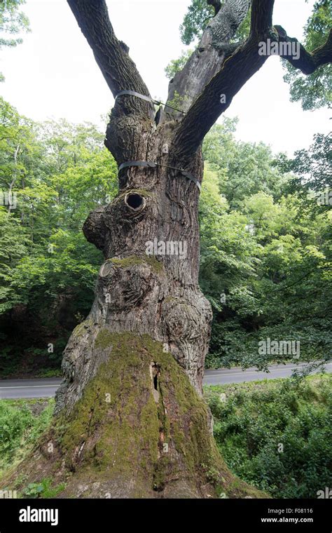 Image Of The Memorable Oak Tree 800 Year Old Oak Stock Photo Alamy