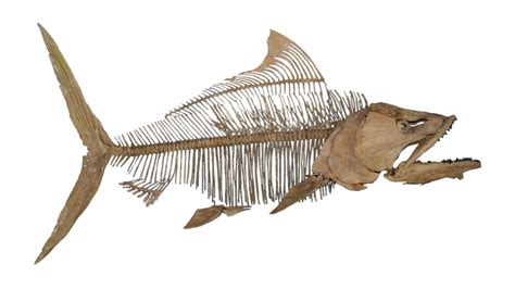 Pachyrhizodus Caninus Fish Fossil No Background - Clip Art Library