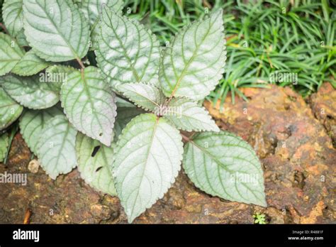 Minimal garden with green plant Stock Photo - Alamy